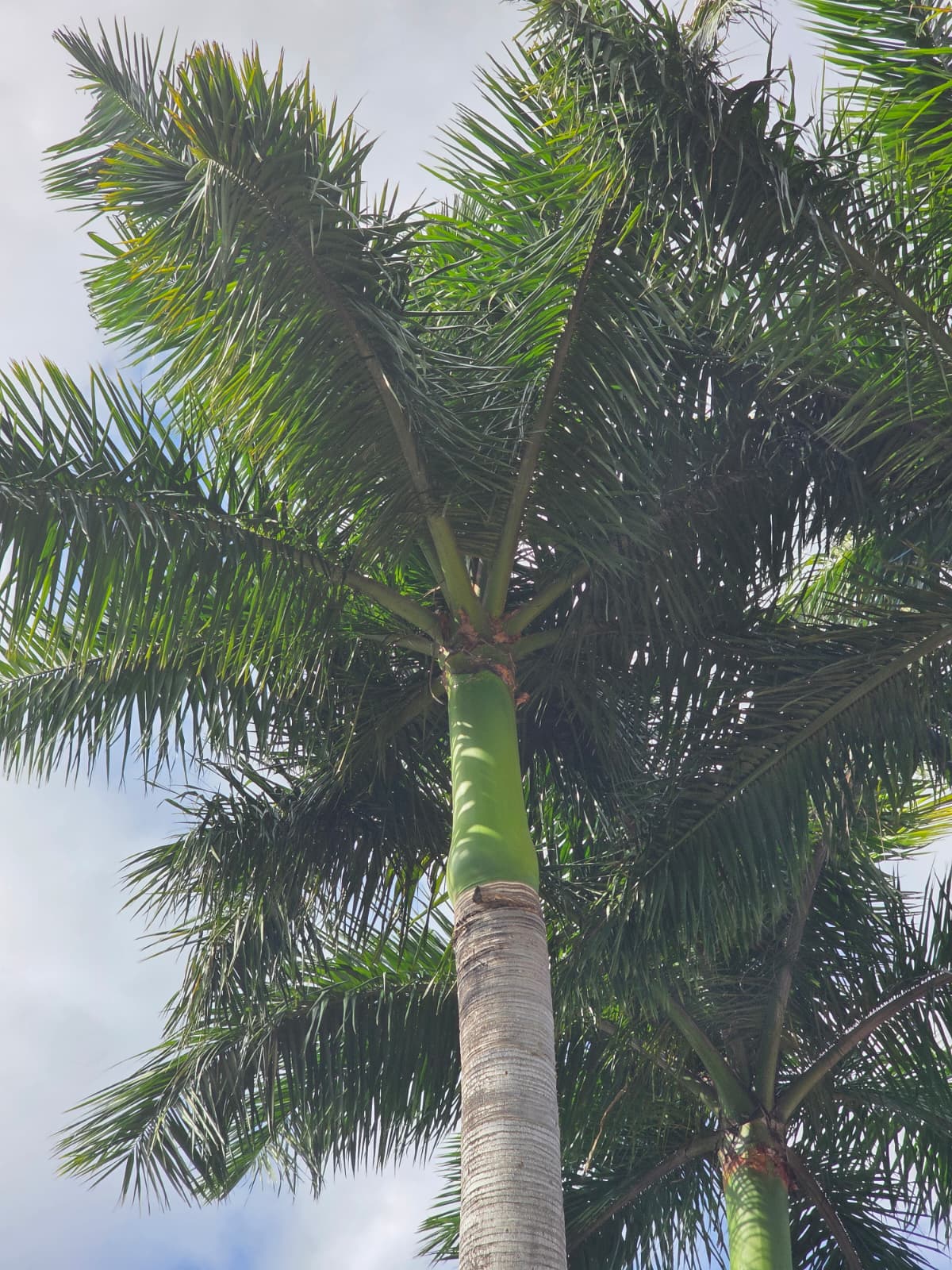 Palm tree after professional trimming service by Nacky Tree Services